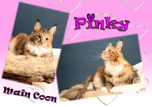 Pinky magnifique Main coon !!!